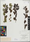 Foto von Salix myrsinifolia Salisb.